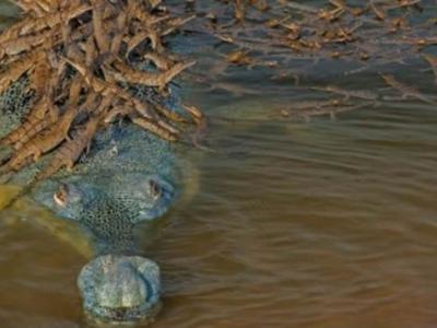 印度昌巴尔河国家自然保护区抓拍到雄性恒河鳄（食鱼鳄）背负数十条小鳄鱼的情景