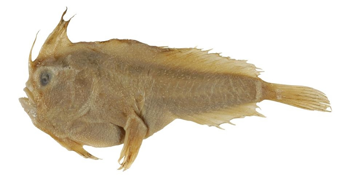 生物学家弗朗索瓦. 佩隆于1802年采集并带回法国的单翼合鳍无聊鱼，是该物种已知唯一的一份标本。 IMAGE BY CSIRO AUSTRALIAN NATIO