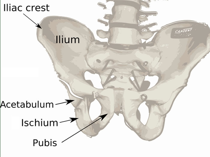 骨盆是由三部分构成：两块髋骨和一块骶骨，每块髋骨是由3个骨骼构成（髂骨、坐骨和耻骨），它们在生长和发育过程中逐渐融合在一起。