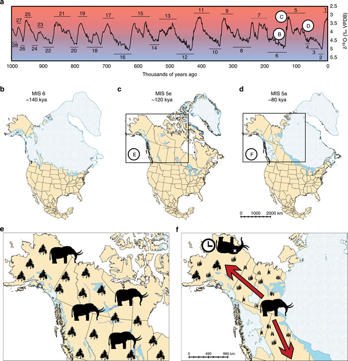 美洲乳齿象曾不断向北美洲遥远的北纬迁徙以应对更新世的间冰期暖期
