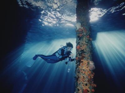 “深海女王”席薇亚．厄尔Sylvia Earle诉说在COVID-19期间反思海洋保育的重要性