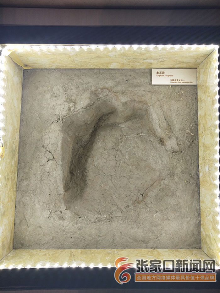 阳原泥河湾博物馆里的“大象足迹”化石