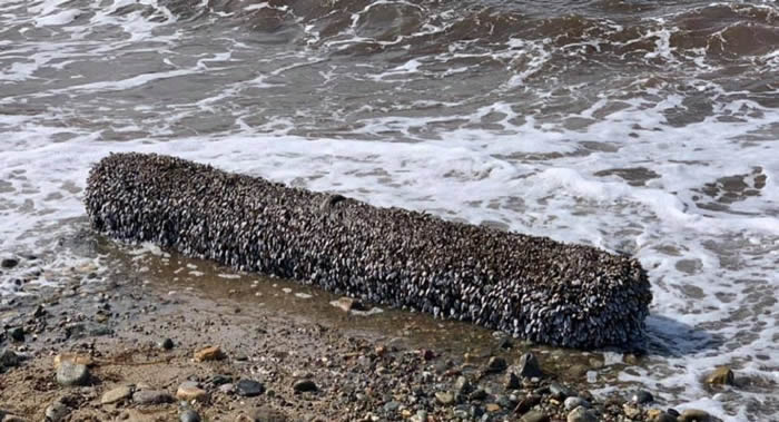 稀有藤壶！英国北威尔士郡居民在沙滩上发现奇怪“圆木”