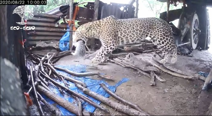 印度伊加特普里村庄农夫在屋里发现4只豹崽 随即又发现豹妈妈