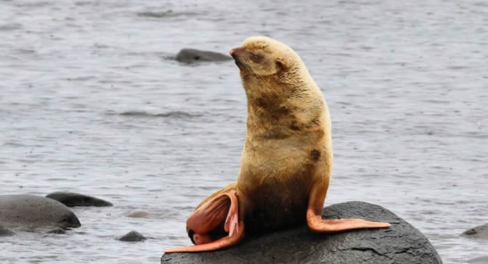 俄罗斯生物学家在鄂霍次克海发现罕见棕黄色毛皮的海狗幼崽