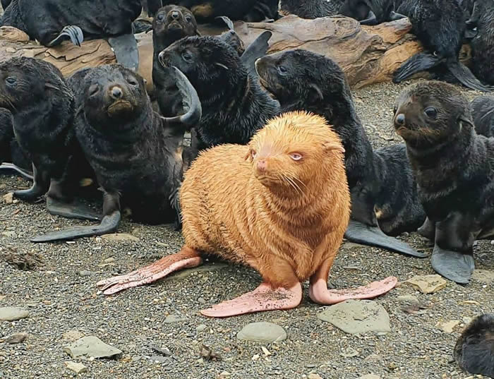 俄罗斯生物学家在鄂霍次克海发现罕见棕黄色毛皮的海狗幼崽