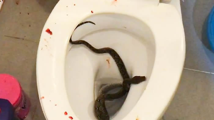 泰国暖武里府邦艾县18岁少年上厕所被蟒蛇咬伤“小弟弟”