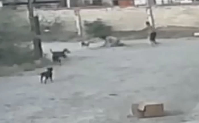 墨西哥杜兰哥州凌晨男子遭多条流浪狗包围攻击 扔石头仍惨死在狗嘴下