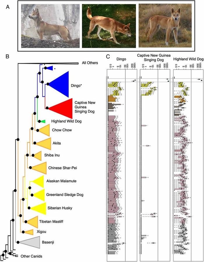 DNA证据显示被认为已经灭绝的野生新几内亚歌唱犬和高地野狗两者之间存在着祖先关系