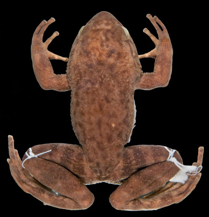 巴西重新发现几种失踪的蛙类 其中一种青蛙已经有50多年未被看到过