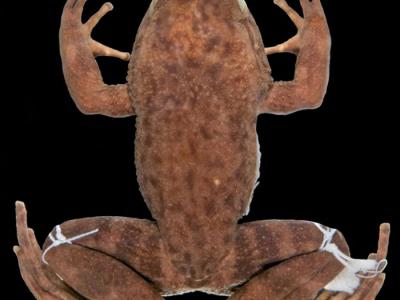 巴西重新发现几种失踪的蛙类 其中一种青蛙已经有50多年未被看到过