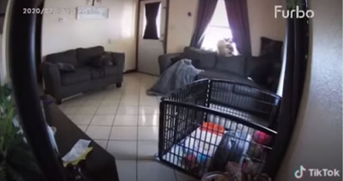 家里没人两只狗狂吠 视频监控拍到诡异画面：沙发上的毯子被什么东西“扯动”