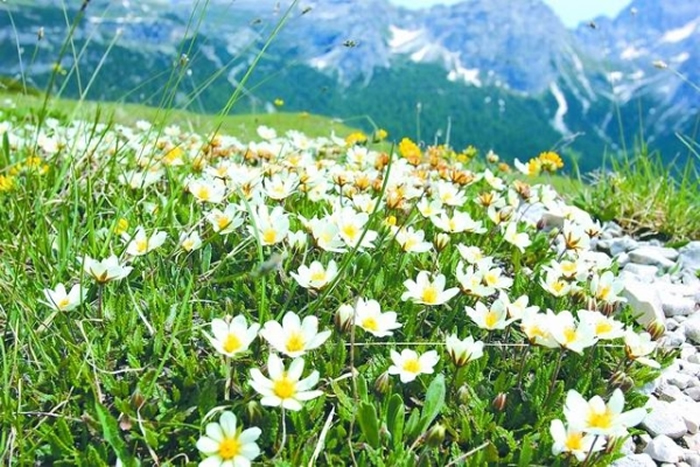寒冷气候的标志植物仙女木被用来命名北欧地区出现的寒冷事件。课题组供图