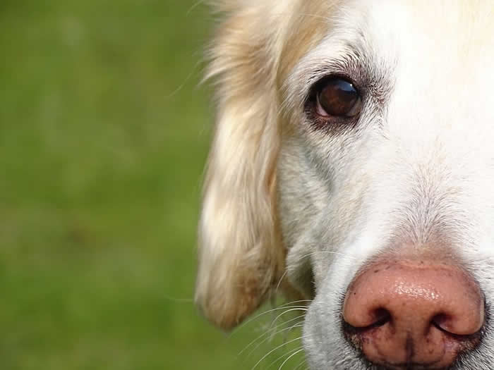 研究发现狗的鼻子又冷又湿和又热又干都属于正常现象
