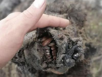 俄罗斯西伯利亚发现保存完好的冰河时代洞熊遗骸 距今约4万年
