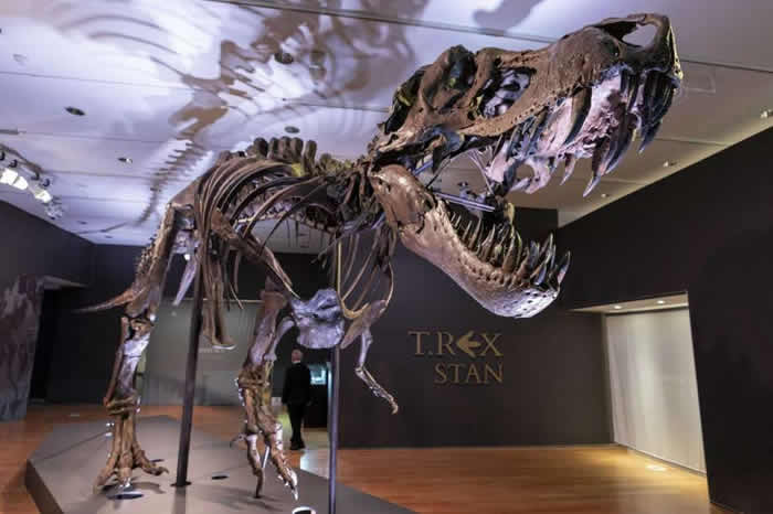 12米长完整霸王龙斯坦（Stan）骨架将在美国纽约拍卖 耗时3年挖掘和复原