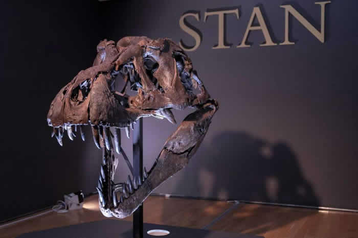 12米长完整霸王龙斯坦（Stan）骨架将在美国纽约拍卖 耗时3年挖掘和复原