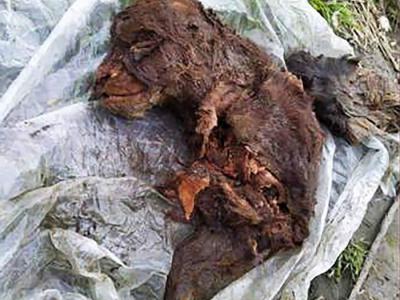 俄罗斯雅库特大利亚霍夫岛发现保留有软组织的洞熊遗骸