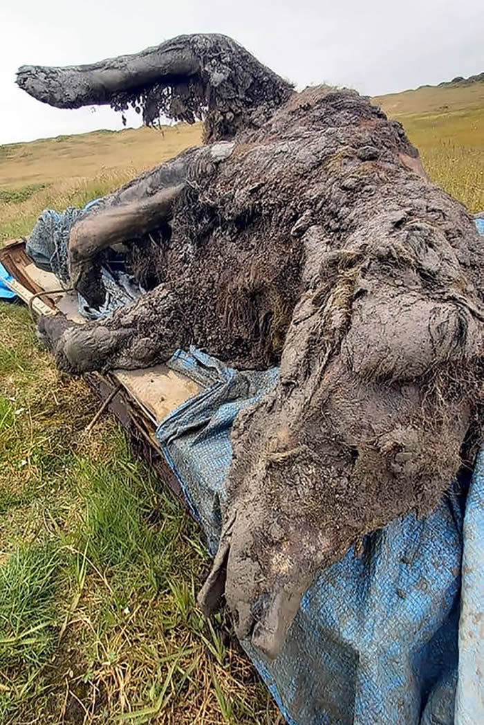 俄罗斯雅库特大利亚霍夫岛发现保留有软组织的洞熊遗骸