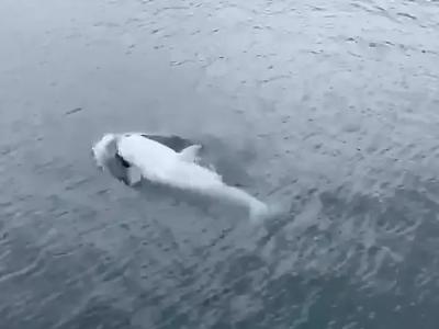 患有白血病的罕见白色虎鲸Tluk靠近美国圣彼德斯堡海岸附近