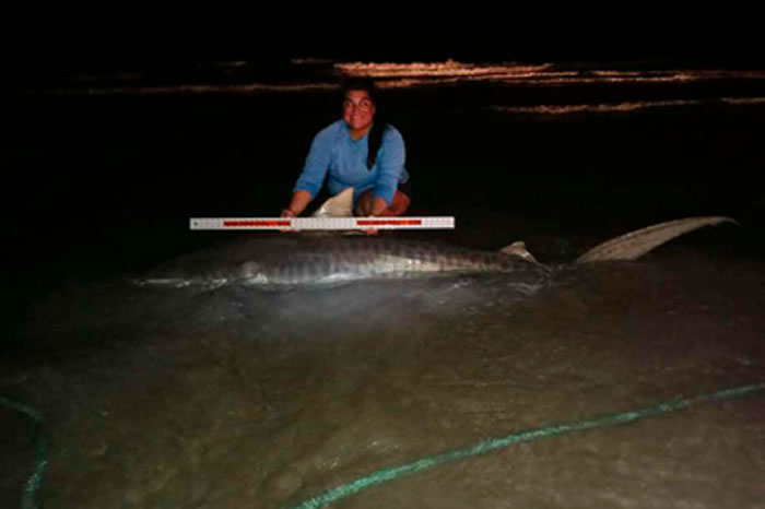 美国渔民用自制鱼竿抓到一条体长三米的虎鲨