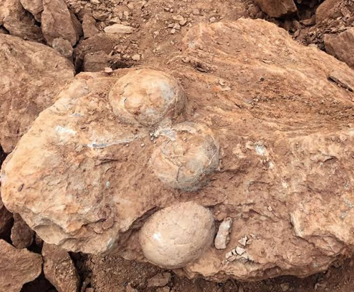 江西省萍乡市上栗工业园区工地发现十余枚距今约9000万年的晚白垩世早期恐龙蛋化石