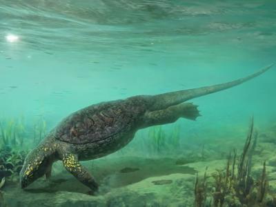 贵州安顺发现的足迹化石提供2.4亿年前海生四足类动物同步游泳的证据