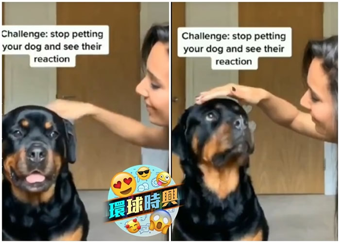 美国密歇根州女网民发起挑战：“不要抚摸你的狗，看看它们的反应”
