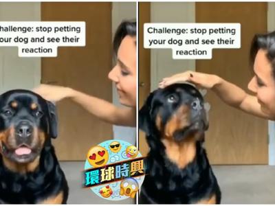 美国密歇根州女网民发起挑战：“不要抚摸你的狗，看看它们的反应”