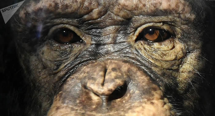 瑞士联邦法院做出裁定大型猴子的权利会在巴塞尔州的宪法中得以加强
