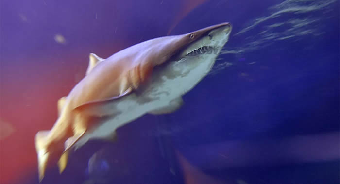 澳大利亚黄金海岸海滩使用无人机防范鲨鱼攻击
