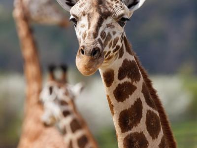 南非专家推测长颈鹿的角可充当避雷针