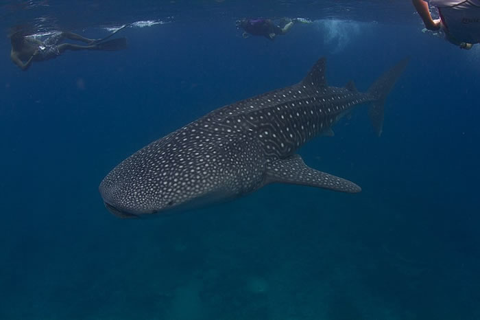 《海洋科学前沿》：雌性鲸鲨是海洋中最大的鱼类