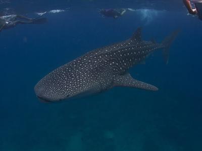 《海洋科学前沿》：雌性鲸鲨是海洋中最大的鱼类