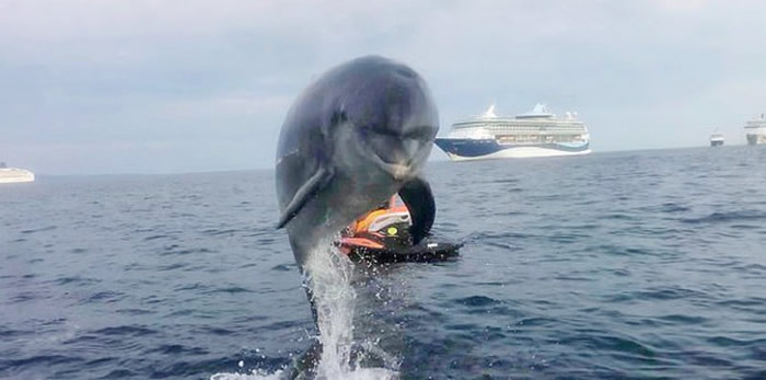 野生海豚「丹尼」游客一见到都会很兴奋，还会对游客们呵呵笑，甚至表演花式跃海跳水。（图／翻摄自DannytheDolphi1／Danny the Dolphin