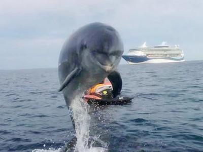 英国韦茅斯野生海豚“丹尼”热情迎接每位游客 甚至表演花式跃海跳水