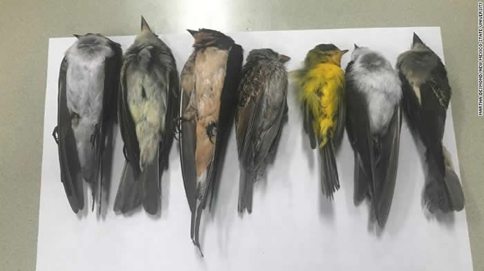 美国美新墨西哥州出现大量鸟类死亡诡异现象
