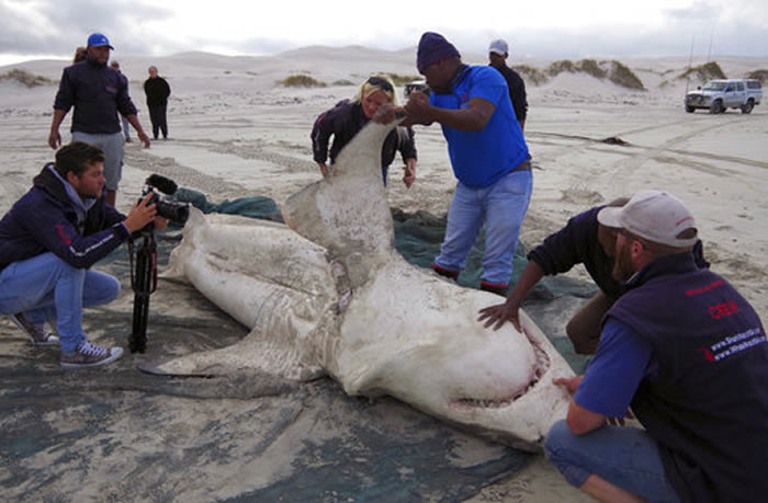 南非开普敦东南福尔斯湾水域大白鲨疑惨遭虎鲸猎杀 数量急剧下降