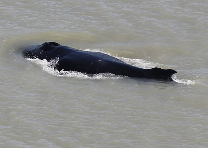 座头鲸在澳大利亚卡卡杜国家公园误入鳄鱼出没的河流
