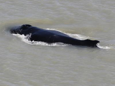 座头鲸在澳大利亚卡卡杜国家公园误入鳄鱼出没的河流