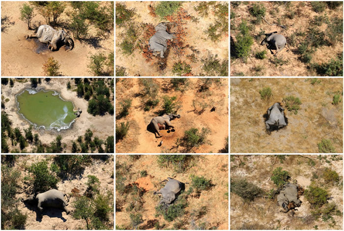 非洲波扎那330头大象离奇暴毙事件 罪魁祸首是存在水源中的“蓝绿藻”产生的毒素