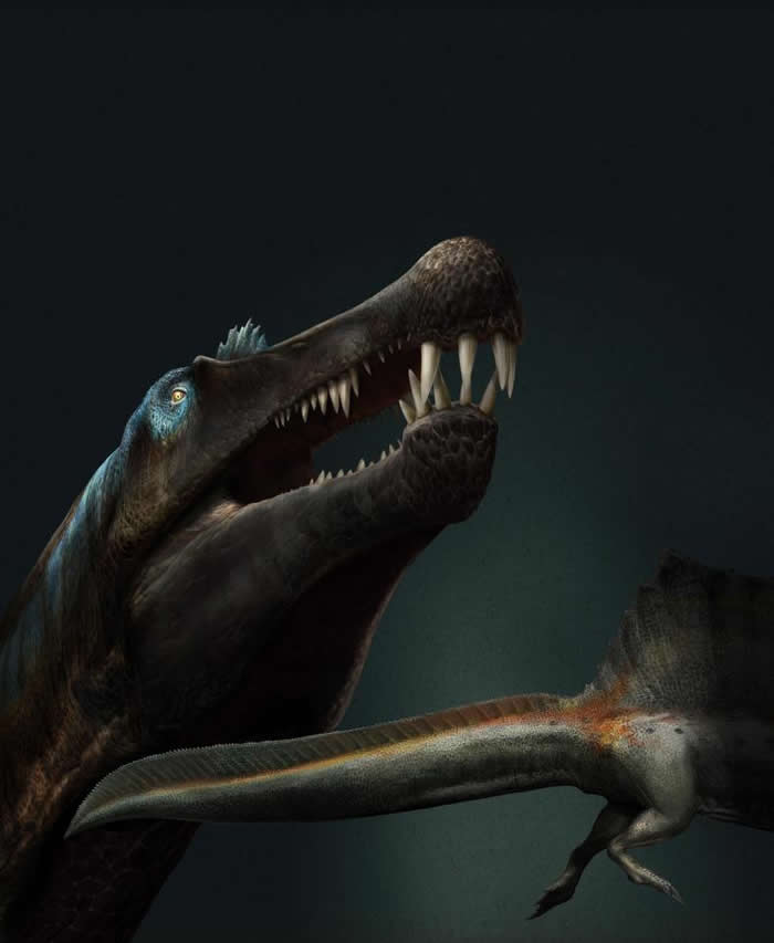 摩洛哥撒哈拉沙漠河床发现的大量牙齿化石进一步证实棘龙是一种水生恐龙