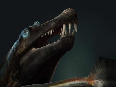 摩洛哥撒哈拉沙漠河床发现的大量牙齿化石进一步证实棘龙是一种水生恐龙