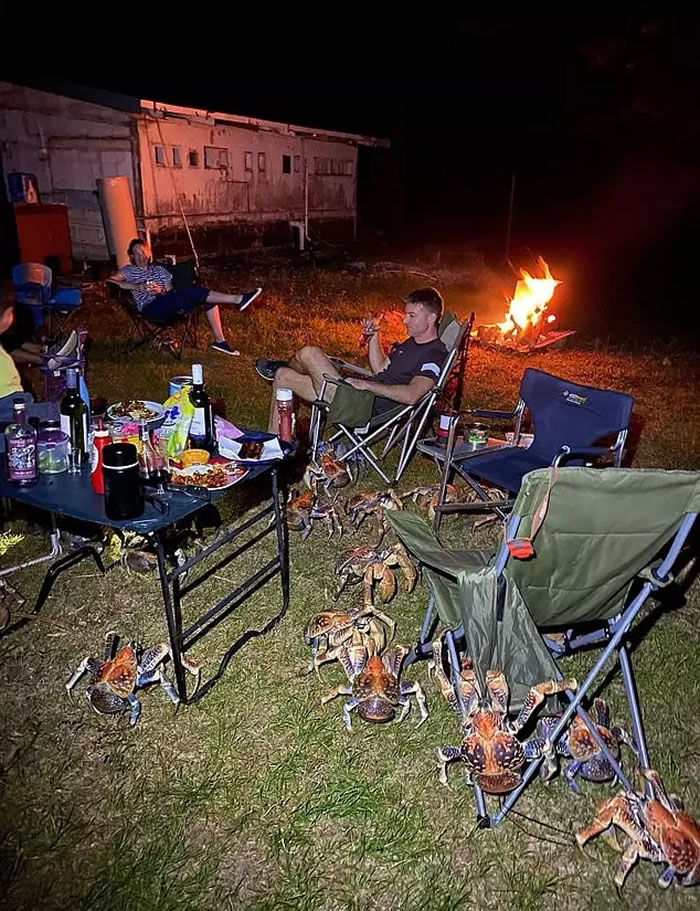 澳洲一家人在圣诞岛露营 烤肉太香引来数十只椰子蟹围观
