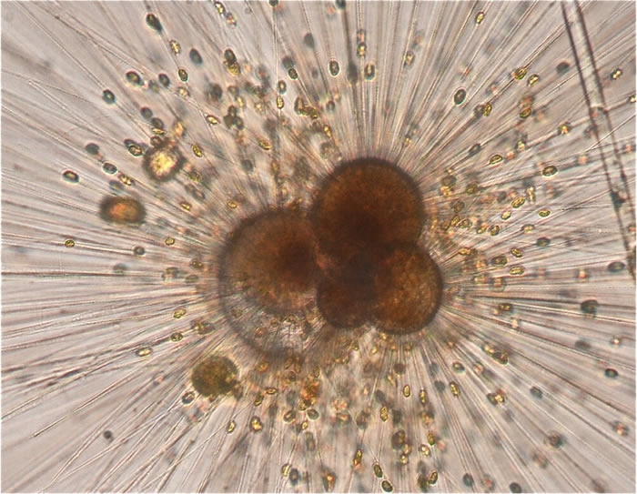 实验室中生长的有孔虫，一种海洋浮游生物。为了重建过去的气候，从深海沉积物中收集了化石标本。
