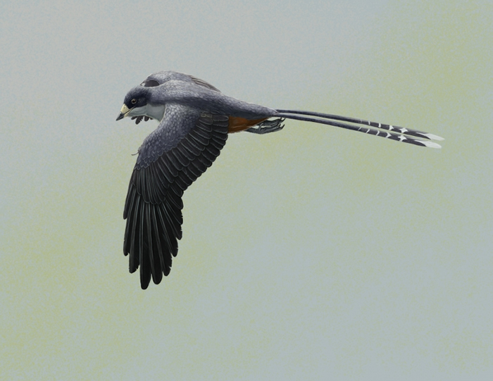 图一：古鸟类孔子鸟的复原图。孔子鸟的体型与乌鸦相若，是其中一种最早的带喙鸟类。有数百件保存完好的标本曾在中国东北部出土。图片提供 ：Gabriel Ugueto