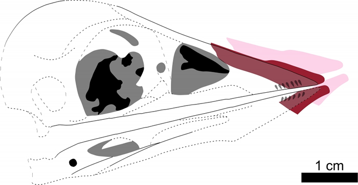图三：根据图二重建的孔子鸟嘴鞘“软喙”。虚线和灰色区域代表缺失或存疑的化石细节。粉红色部分代表现时嘴鞘的位置，红色代表原先的位置。图片提供：Case Vince