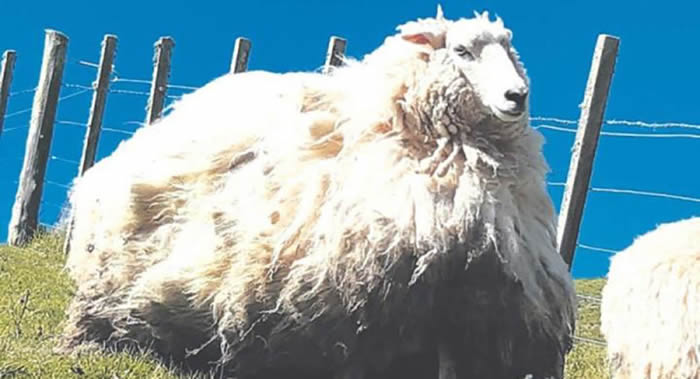 新西兰抓到一只逃避剪毛五年的野羊