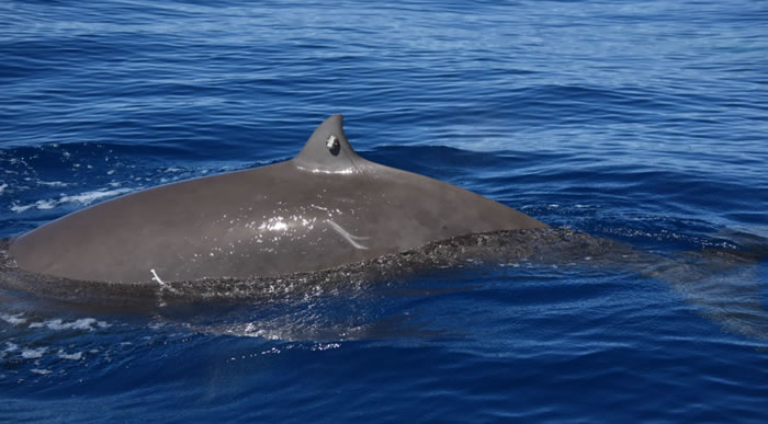 库维尔喙鲸在水下“憋气”近4小时的能力令科学家感到惊讶