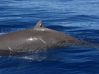 库维尔喙鲸在水下“憋气”近4小时的能力令科学家感到惊讶